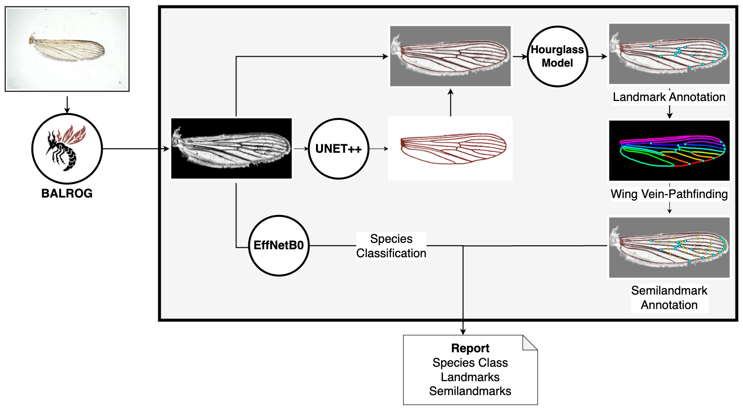 Wing Image Example