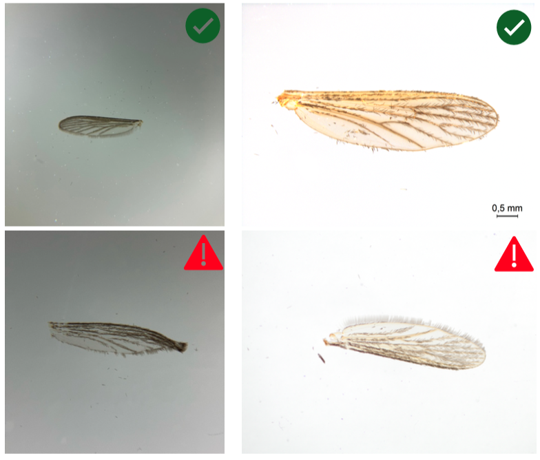 Wing Image Example